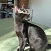 Emmo aus dem Tierschutz