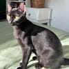 Emmo aus dem Tierschutz