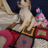 🐶 Buddy  fröhlicher Beagle-Mix-Bub