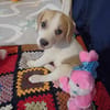 🐶 Buddy  fröhlicher Beagle-Mix-Bub