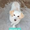 Lilo, eine hübsche kleine Hündin