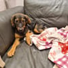 Zuhause gesucht für Fee