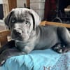 BLUE (EN COURS D'ADOPTION)