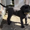 BLUE (EN COURS D'ADOPTION)