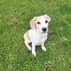 🐶 Buddy  5 Monate  Beagle-Mix-Bub