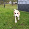 🐶 Buddy  5 Monate  Beagle-Mix-Bub