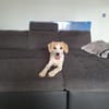 🐶 Buddy  5 Monate  Beagle-Mix-Bub