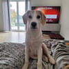 🐶 Buddy  5 Monate  Beagle-Mix-Bub