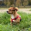 Alma sucht ein Zuhause