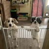 🐶 Snoopy  5 Monate  Beagle-Mix-Bub