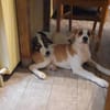 🐶 Snoopy  5 Monate  Beagle-Mix-Bub