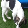 🐶 Snoopy  5 Monate  Beagle-Mix-Bub