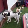 🐶 Snoopy  5 Monate  Beagle-Mix-Bub
