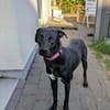 MIRA❤ Auf der Suche nach einem Zuhause