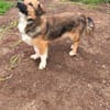 Kuschelmaus Sheilah sucht ihr Familie 🥰