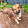 Kuschelmaus Sheilah sucht ihr Familie 🥰