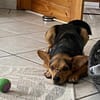 Nacho - kleiner Schelm mit Herz....