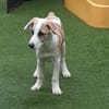 🐶 Cooper  5 Monate Beagle-Mix