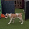 🐶 Cooper  5 Monate Beagle-Mix