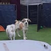 🐶 Cooper  5 Monate Beagle-Mix
