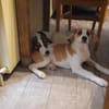 🐶 Cooper  5 Monate Beagle-Mix