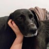 Mazie - absolute Familienhündin