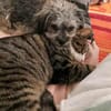Joline - kleine Hundedame