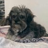 Joline - kleine Hundedame