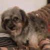 Joline - kleine Hundedame