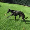 Zarte Galga sucht liebevolles Zuhause