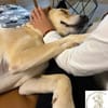 Lilly  eine Seele von Hund