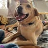 Lilly  eine Seele von Hund