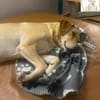 Lilly  eine Seele von Hund