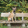 Nacho  Malinois sucht aktives Zuhause