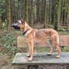 Nacho  Malinois sucht aktives Zuhause
