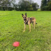 Nacho  Malinois sucht aktives Zuhause