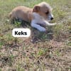 Keks - rauhaariger Mix sucht sein Glück
