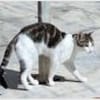 Junger, sozialer Kater Zorro
