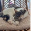 Junger, sozialer Kater Zorro