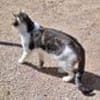 Junger, sozialer Kater Zorro