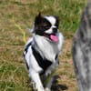 Poet aus einer sog.-Hinterhofzucht-