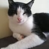 Nico  Sozialer, verschmuster Kater