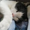 Nico  Sozialer, verschmuster Kater