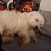 Charly - Glück auf 4 Pfoten (I)