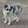 Tora sucht ein liebevolles Zuhause