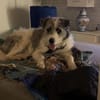 Tora sucht ein liebevolles Zuhause