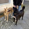 Sanfte Seele Alma sucht sichere Heimat