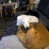 Verschmuste fröhliche Lotta 7 Monate