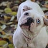 SNOWIE