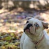 SNOWIE